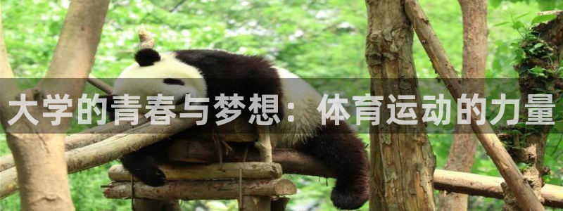 一竞技官网下载招商：大学的青春与梦想：体育运动的力量