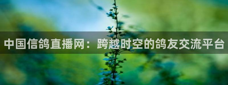nba王者体育直播吧：中国信鸽直播网：跨越时空的鸽友交流平台